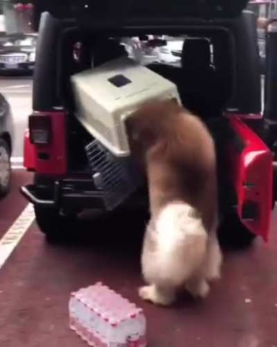 To get the dog in the car