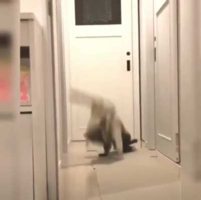 A CAt FuCkInG DeStRoY THe aGGReSSoR!