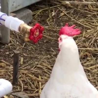 Valve Chicken