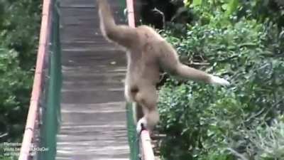 How does a monkey walk across a tight rope? Like us but better
