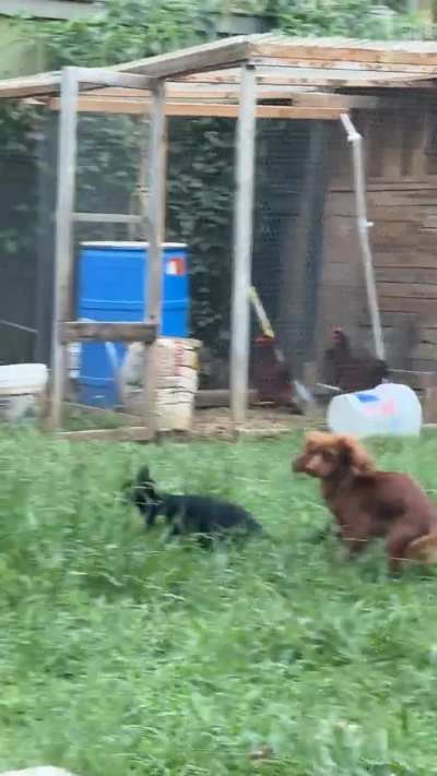 NInJa launches SuRPriSe atTacK