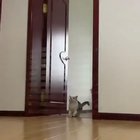 siCk fUcK TrAps Cat