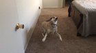 So our dog gets a bit excited when asked about walks...