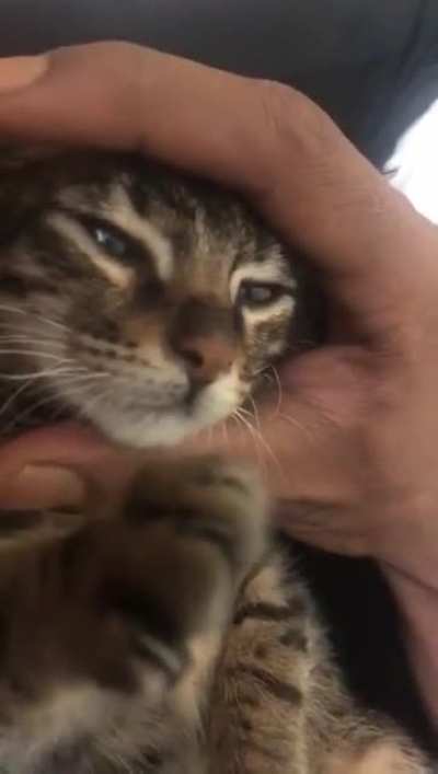 Funny Cat Song