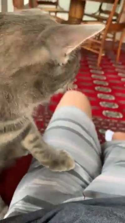 Mmm yes pet cat