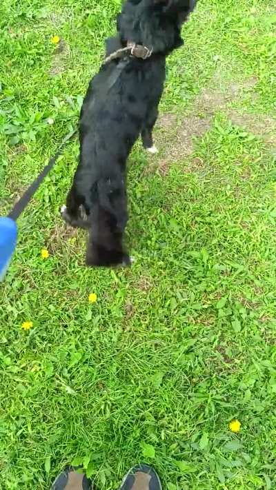 Can't resolve leash pulling