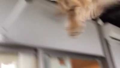 Owl screm
