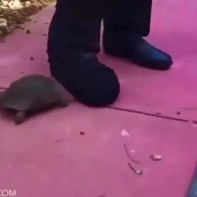 🐢