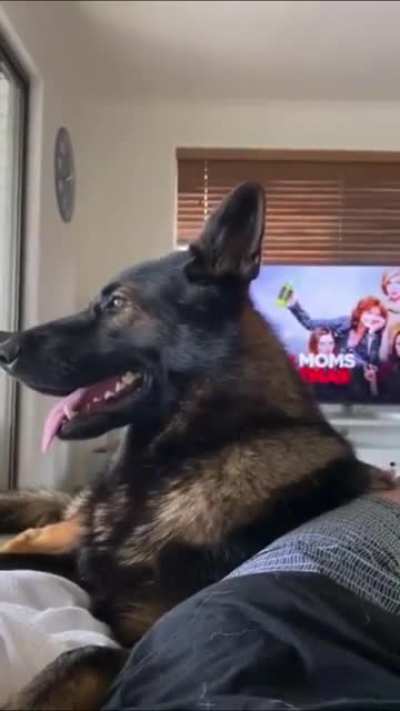 Doggo ptsd