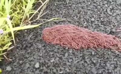 Swarm of millipedes