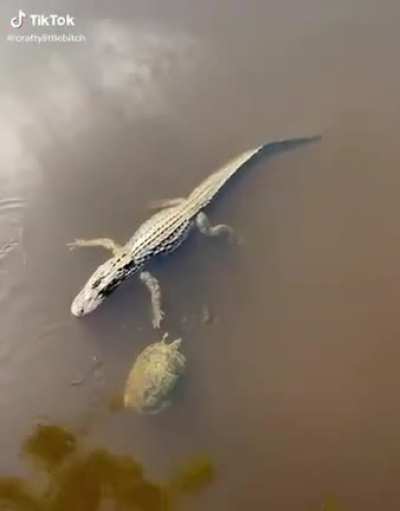 Reptile bros