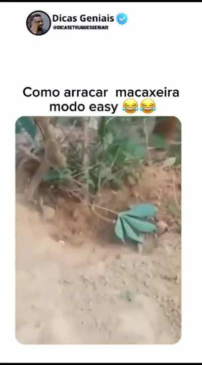 Macaxeira