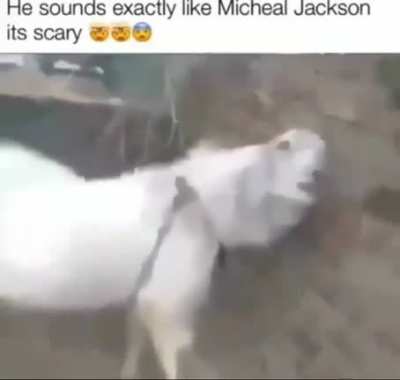 yall rockin wit mj⁉️⁉️