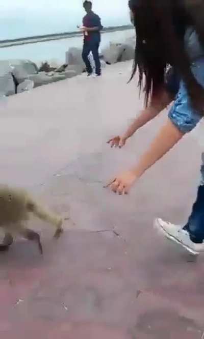 Oh so cute......hey, wait up.