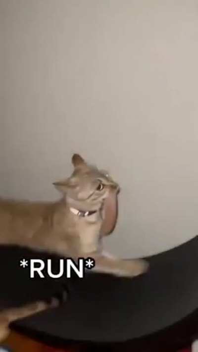 Cat attempts to steal chicken, escapes onto a running-wheel
