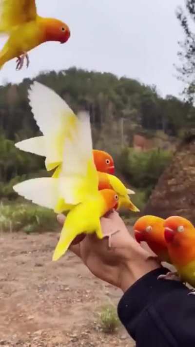 When you train your birds to go on walks with you.