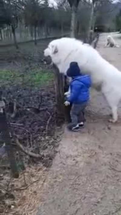 I’mma delete this crosspost soon after I just need to summon u/savevideo and r/aww won’t let me