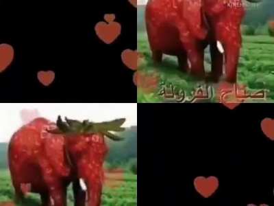strawberry elephant❤❤❤