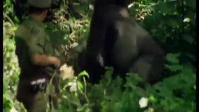 Hold His Gorilla