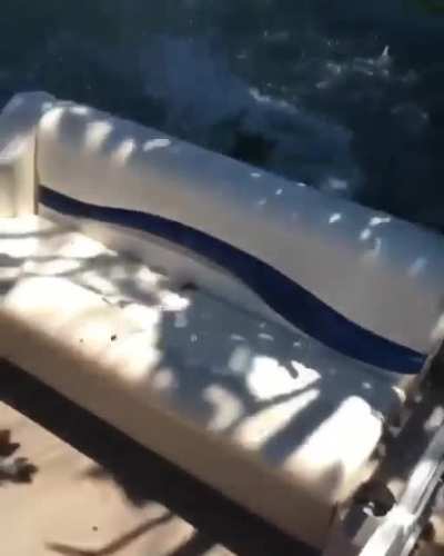 to swing on a branch