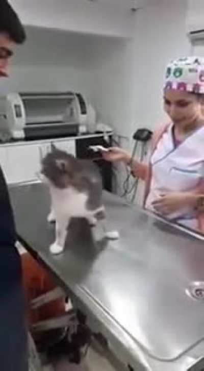 Cat to the vet? Cat to the pets!