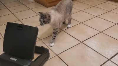 Romeo startled by the automatic garbage can lid