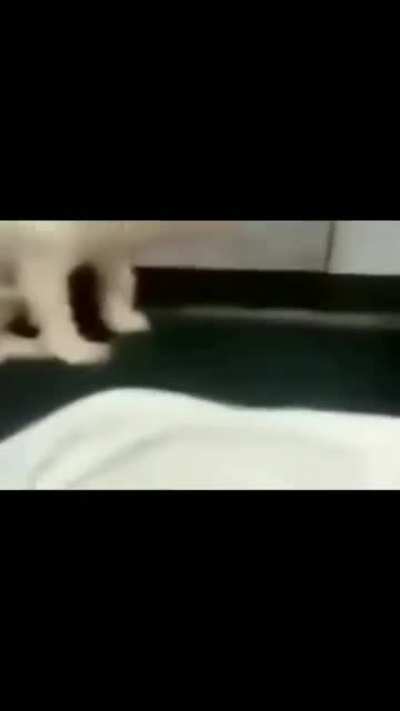 cachorro coringa