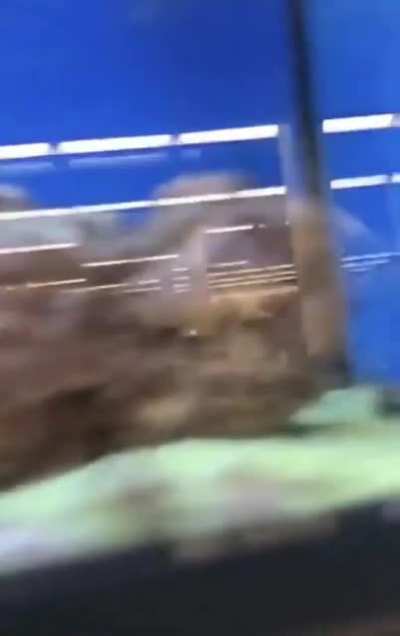 Fishy peek-a-boo