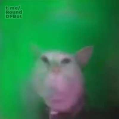Pobre gato weon xd