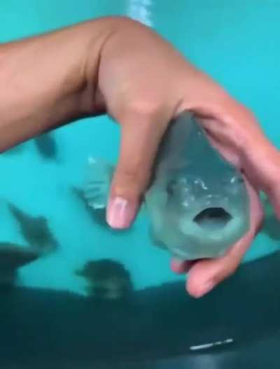 fish