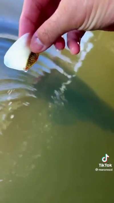 Pulling a lose scale from a giant fish °o°