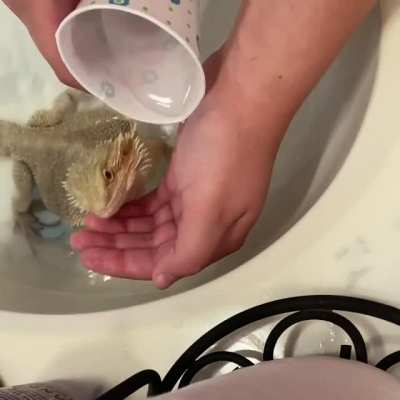 Whenever Larry gets a bath, he looks to my hand for a drink of water <3