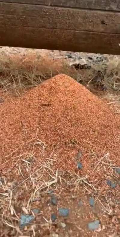Ants dropping pieces of wood