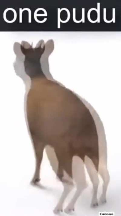 ª