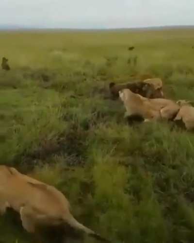 A single lion vs. a few dozen hyenas