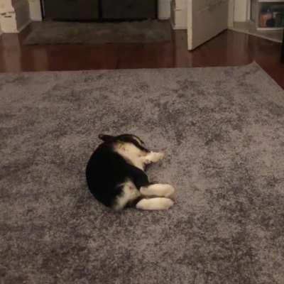 RARE a flop caught on camera (featuring Bootsie)