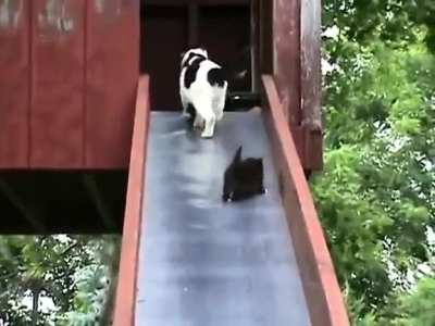 Cat falling slowly (not my video tho)