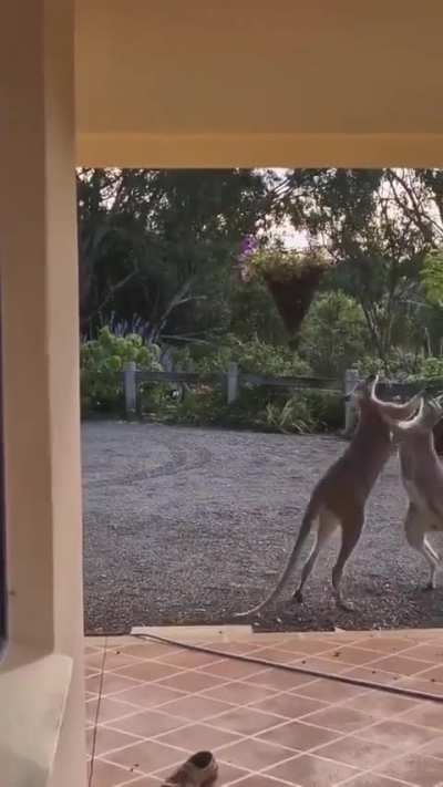 🔥 Two Kangaroo fighting it out in Australia