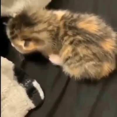 SiCK fUCk viOLeNtLY pUsHEs KiTtEN to iTS dEAth