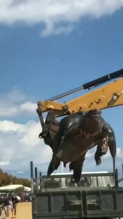 That's a big turtle