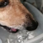 Já viram como um cachorro bebe água?