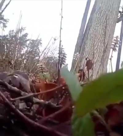 The Deer said “Not Today MoTheRFucKer”