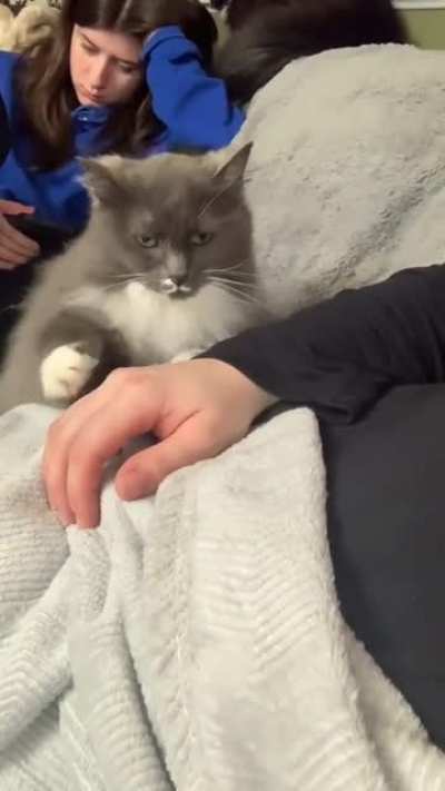 Извините, сударь... Можно я получу немного поглаживаний?