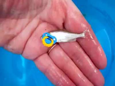 binky fish