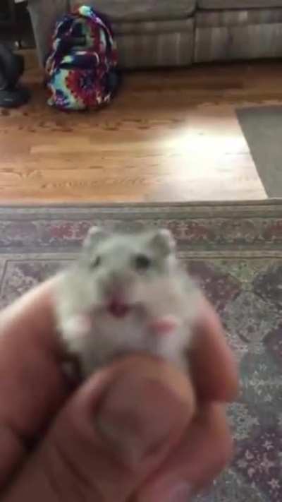 *Mouse scream