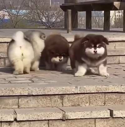 pReCiOuS pUpPiEs faLL to ThEiR dEaTh