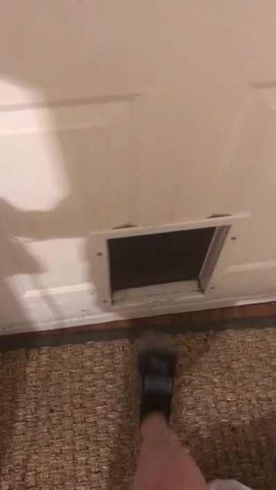 Heard something at the doggy door…