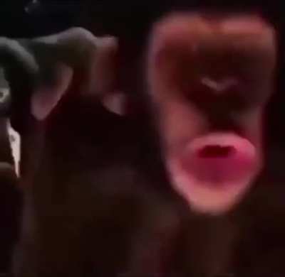 Monkey loves dinner