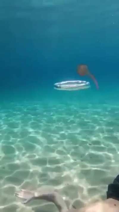 Chillin with a jellyfish