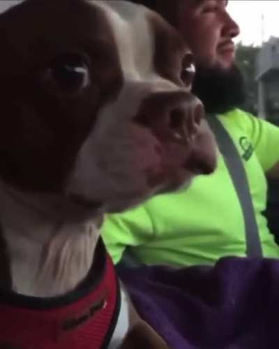 I can't trust people who hate dogs